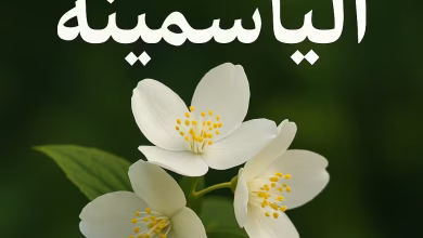 رواية الياسمينا (كاملة) من الفصل الأول للأخير حصريات The Last Line